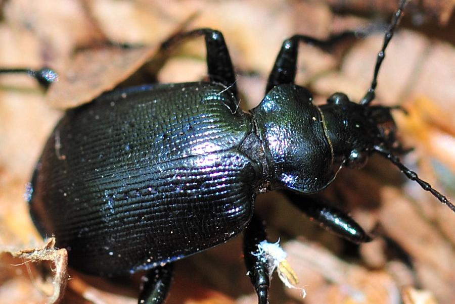 Calosoma ....? C. inquisitor